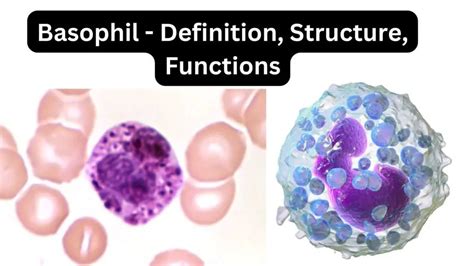 function of basophils|Basophils: Definition, function, and normal range .